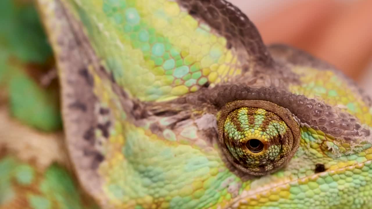 Primer plano macro detallado centrado en el ojo único y las escamas texturizadas de un camaleón velado.