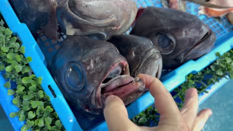 hands inspecting fish at seafood market