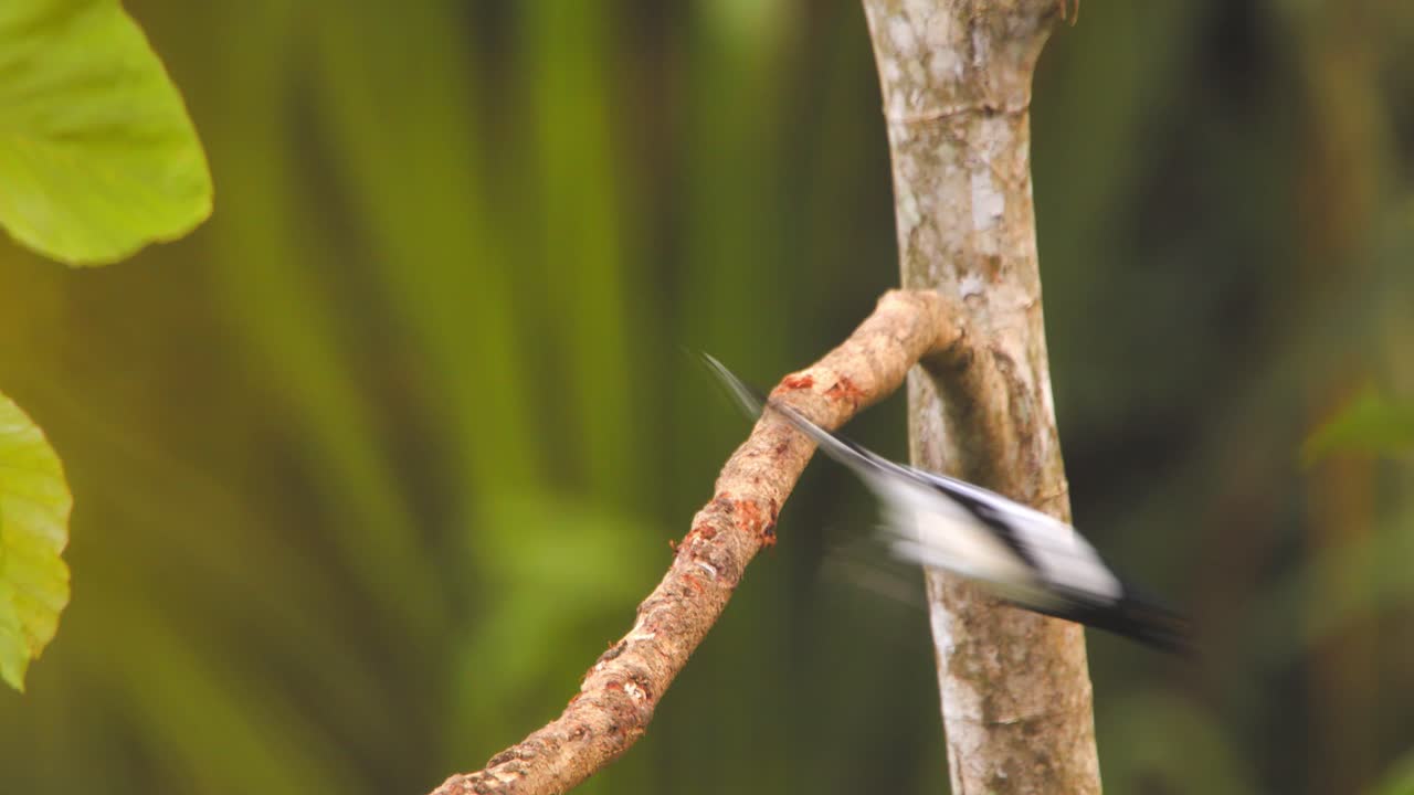 Black and white Magpie Tanager perches alertly, then hops off into Peru’s dense jungle canopy.
