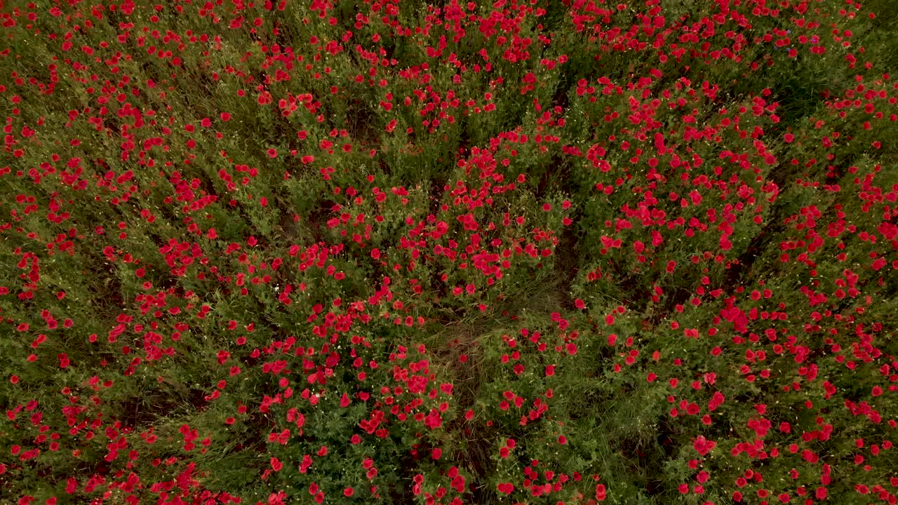 봄에  ⁇ 은 꽃이 피는 포피  ⁇ 을 날아다니며