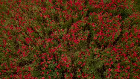vuela sobre los campos de amapola en flor roja en la primavera