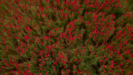 fly over red blooming poppy fields in springtime