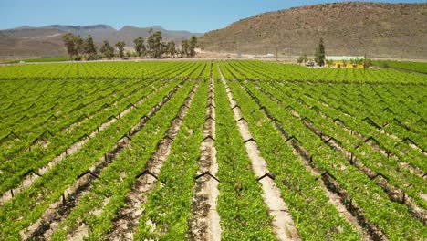 un viñedo en worcester, sudáfrica