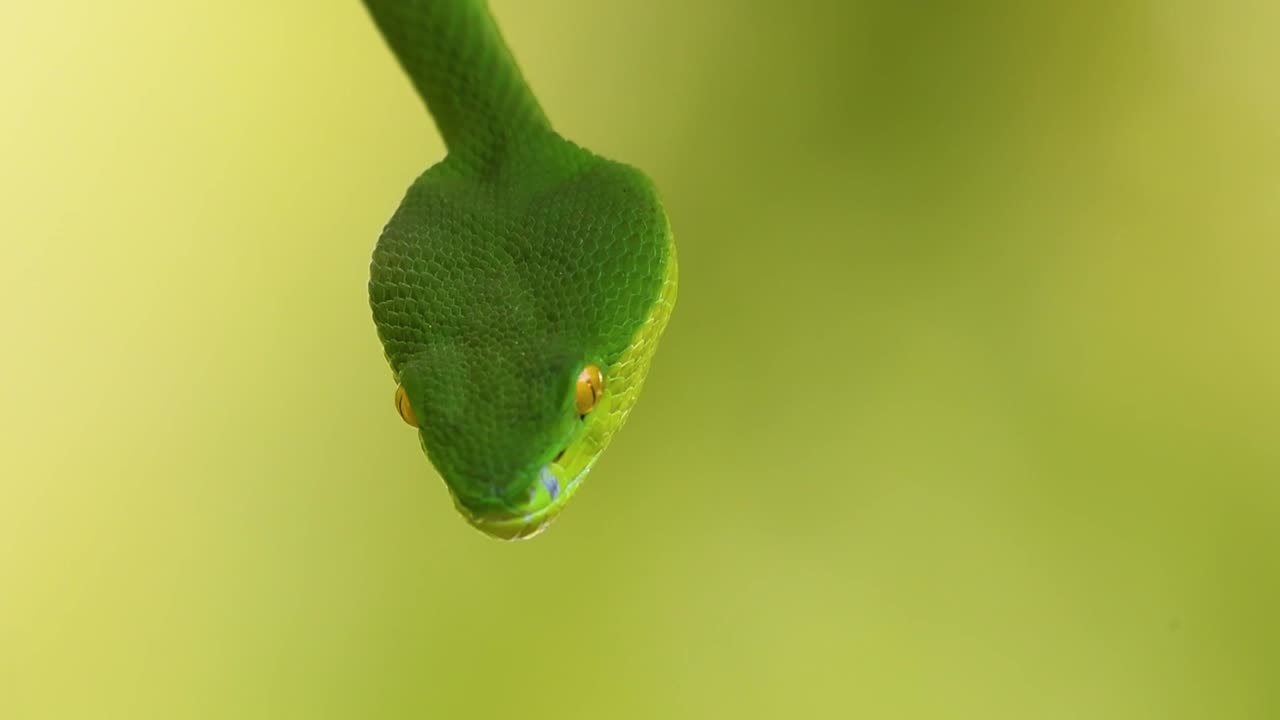 белощекая питвипер - ядовитая питвипер, эндемик юго-восточной азии, часто встречается ночью, поджидая на ветке или сучьях дерева вблизи водоема с большим количеством пищи.