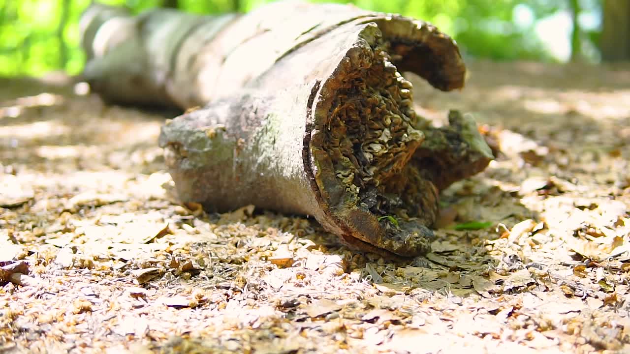 Broken trees on seaside climat
