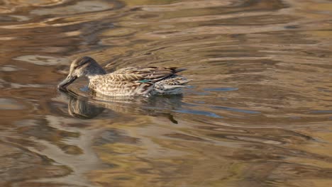 cerceta euroasiática hembra bebiendo mientras nada en el arroyo
