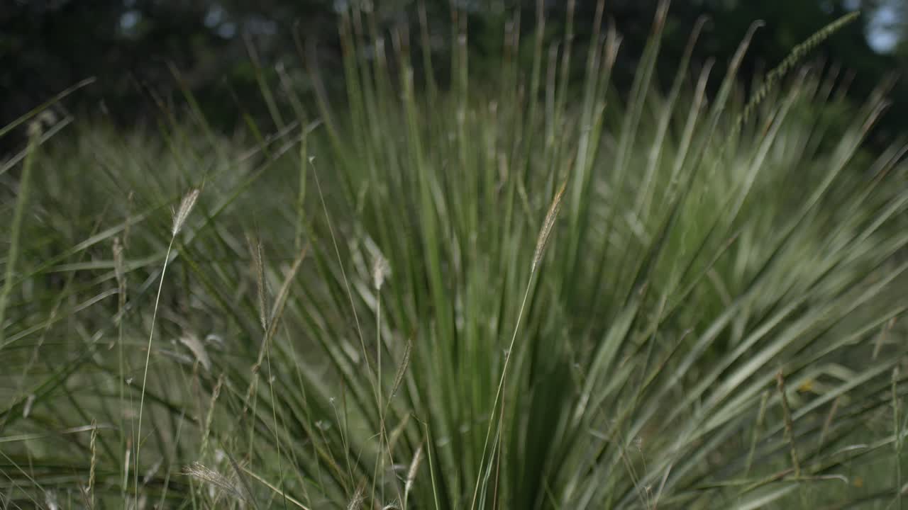 Tall grasses swaying in the breeze with a yucca plant behind them, on a sunny day in the Texas hill country