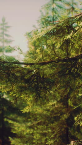 green cone trees in bright sun light