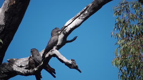 Par-De-Cacatúas-Negras-De-Cola-Roja-Del-Bosque-Con-Polluelos