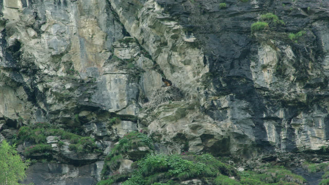 Bearded Vulture mother bringing it's baby food.