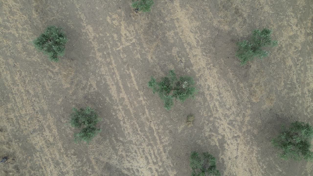 Topdown rotating view of Olive trees plantation, Natural pattern in Mourão, Alentejo
