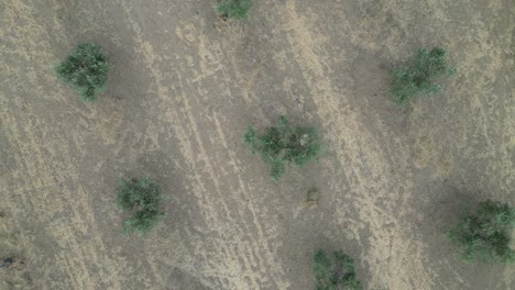 topdown rotating view of olive trees plantation, natural pattern in mourão, alentejo