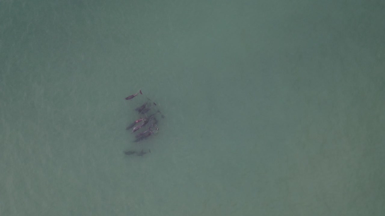 포트 스티븐스 뉴 사우스 웨일즈 오스트레일리아의 해변 근처에서 수영하는 돌고래