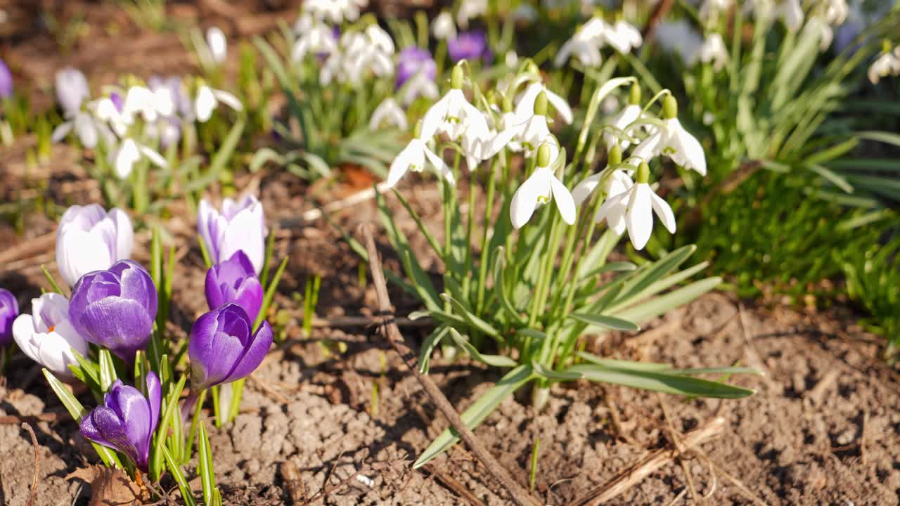 Primo piano di fiori primaverili: Crochi e Bucaneve