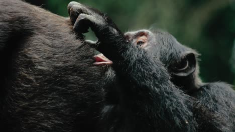 chimp grooming a member of its troop, looking for parasites