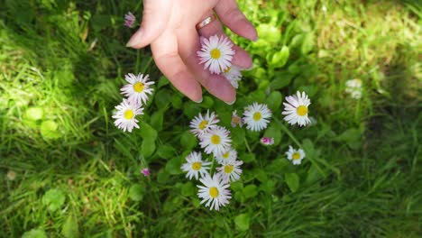 Die-Hand-Der-Frau-Berührt-Gänseblümchen,-Gesundheitskonzept,-Hautpflegebehandlung