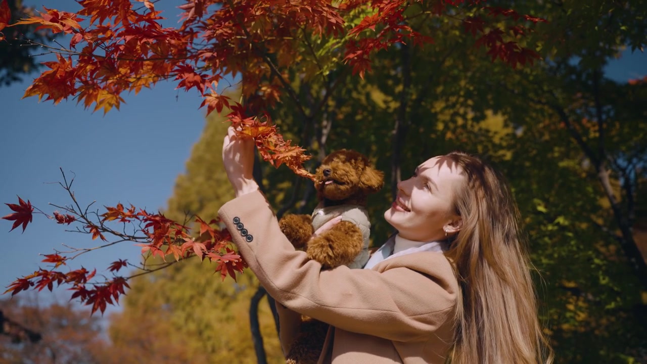 Giovane donna bionda che gioca con un cane in un parco autunnale, donna sorridente che stuzzica un barboncino toy con foglie d'acero colorate rosse e arancioni