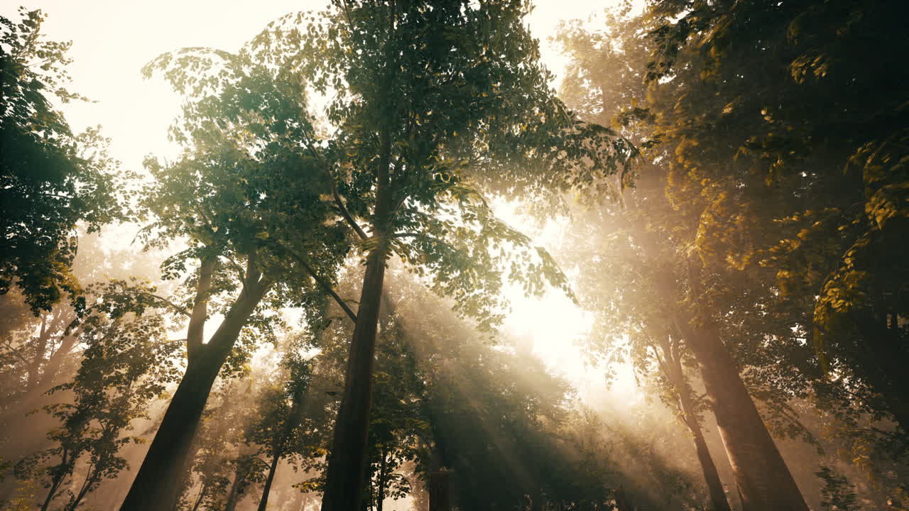 солнечные лучи сияют через лес.