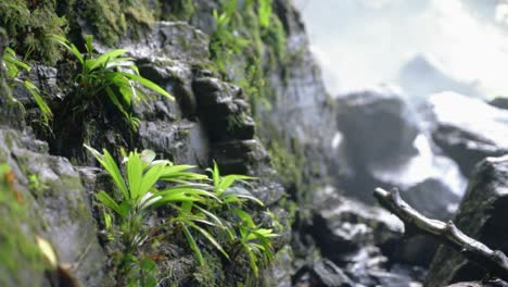 Tropische-Pflanzen-Neben-Wasserfall-Im-Dschungel