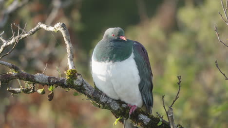 paloma de madera kereru en el árbol - de cerca