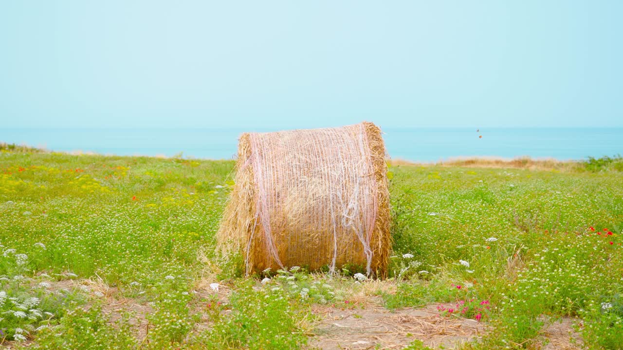 바가에 있는 초록색 에 있는 어리