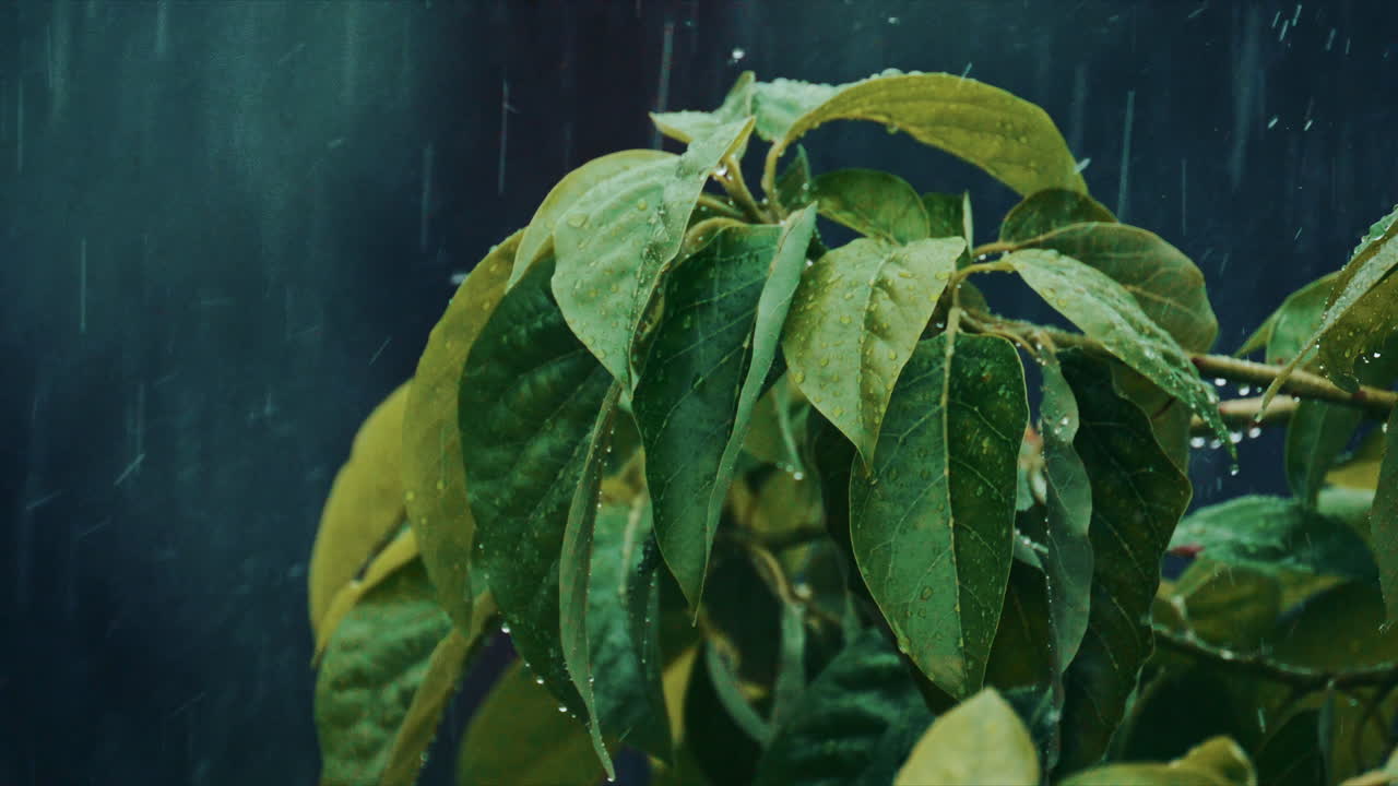 A tight close up of wet leaves with visible raindrops and rainfall streaks, creating a soft, moody, natural atmosphere