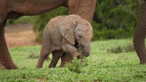 lindo bebé elefante africano aprendiendo a usar el baúl usa el pie para tratar de comer, cerca de un gran elefante en el parque nacional de elefantes addo, áfrica