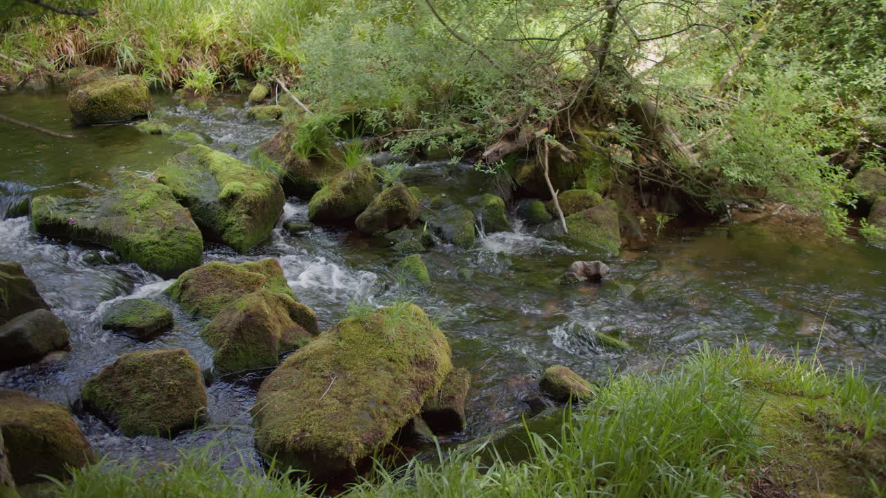 Stream flowing over rocks in a forest