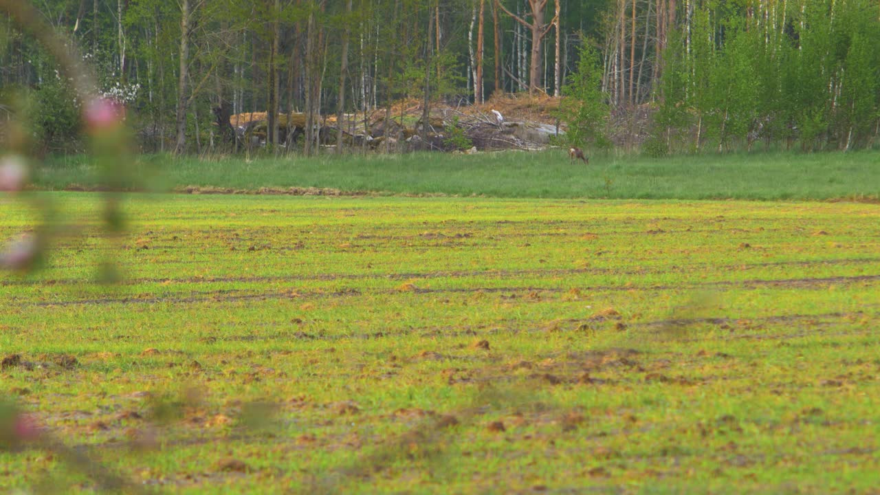 저녁에 들판에서 걷고 먹는 유럽 노루, 황금시간, 덤불을 통해 먼 거리에서 중간 샷
