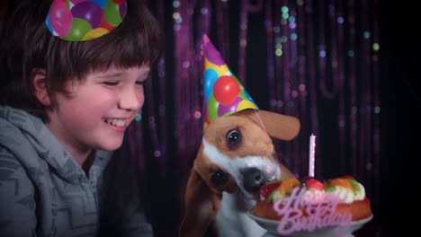 4k birthday beagle dog eating cake with boy