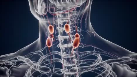 anatomical rendering of the human neck and upper body focusing on the endocrine system with emphasis on key glands and their anatomical positioning