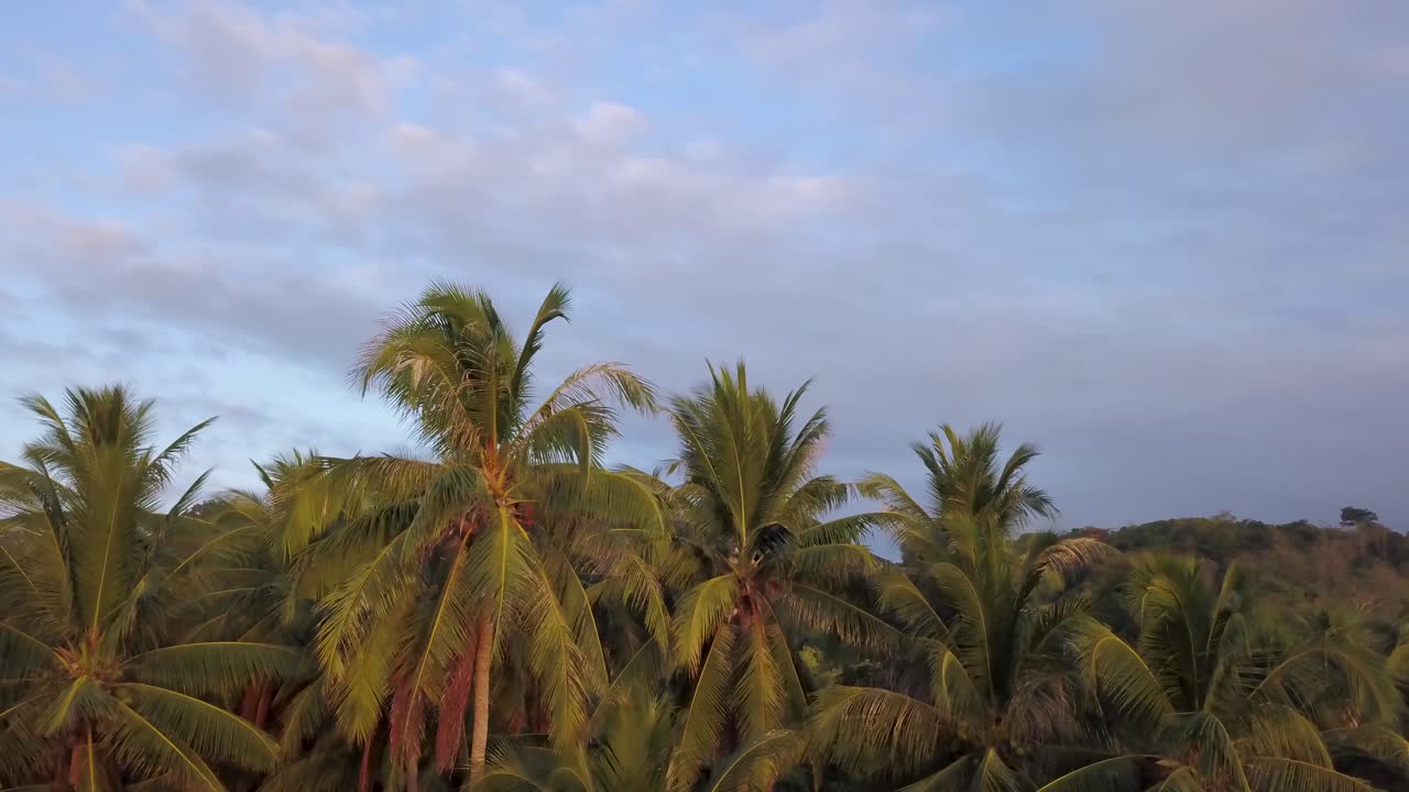 Rotating To The Right Around A Palm Tree With The Sunset Behind The Drone. 4K