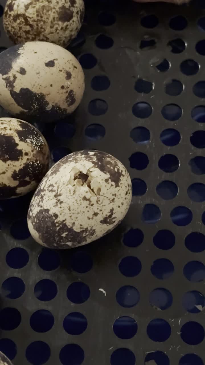 Quail Chicks Hatching from Eggs, Close up Vertical Shot