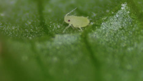 magnified detail on plant leaf veins with green fly aphid organism