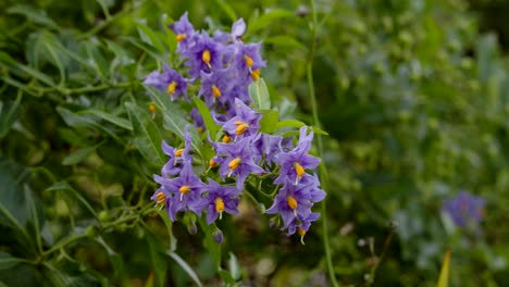 Mid-shot-of-Chilean-potato-vine,-solanum-crispum-Moving-in-the-summer-breeze