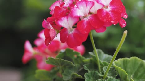 Close-up-of-pelargonium-flowers-with-water-droplets-on-petals-and-blossom