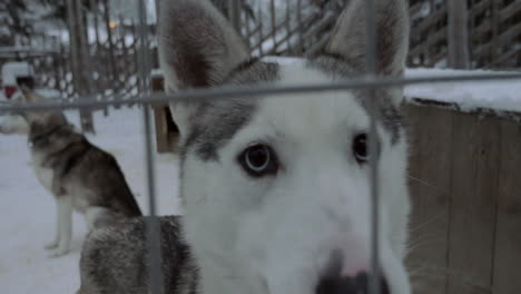 Perro-Husky-Mirando-A-La-Cámara-Con-Sus-Hermosos-Ojos