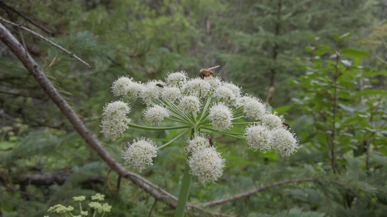 흰 꽃에 먹이를주는 꿀벌은 로키 산맥 kananaskis alberta canada를 돌았습니다.