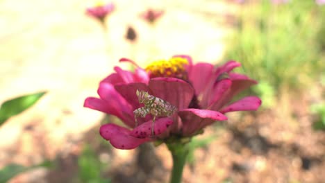cerrar cámara lenta de mantis religiosa en flor de lado
