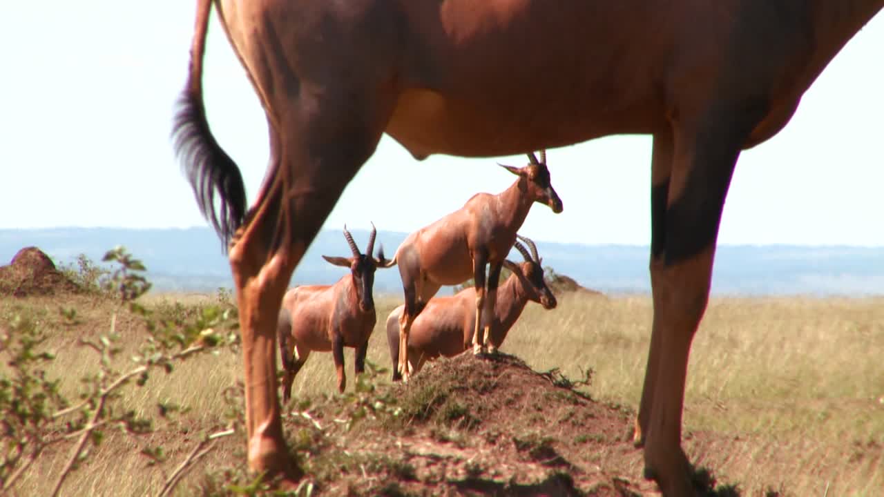 elands o hartebeest posan sobre rocas en áfrica