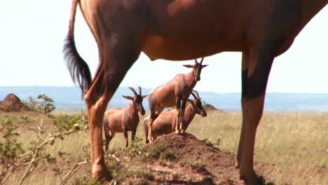 Elands-or-hartebeest-pose-on-rocks-in-Africa