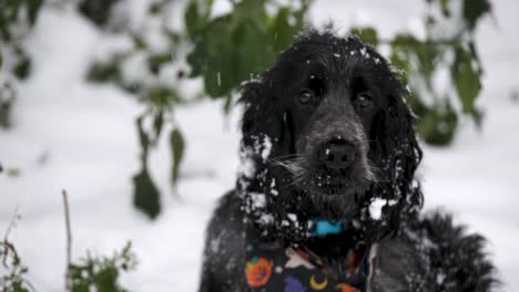 cute black cocker spaniel dog plays excitedly in snowy garden