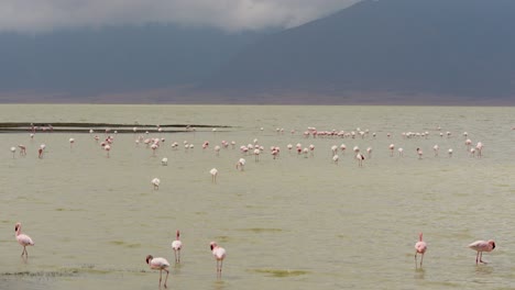 Cientos-De-Flamencos-Menores-Caminando-En-El-Lago-Poco-Profundo-En-El-Cráter-De-Ngorongoro-Tanzania-áfrica,-Toma-Ancha-Estable-De-Mano