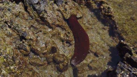 Sea-Cucumber-in-Tsukasaki-Tide-Pools,-Yakushima-Japan