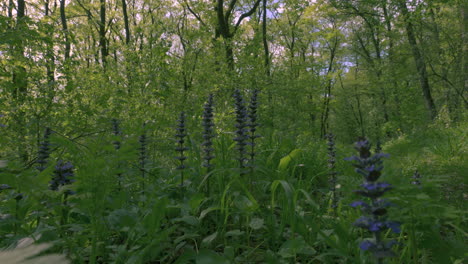 purple spring flowers in the green oak forest, sunny weather with a breeze moving the tall vegetation.