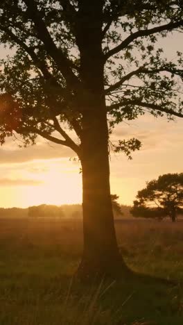 sunset over a meadow with trees