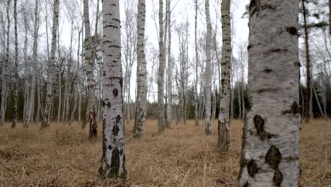 birch grove with long yellow grass on the ground on a cloudy day, dolly in