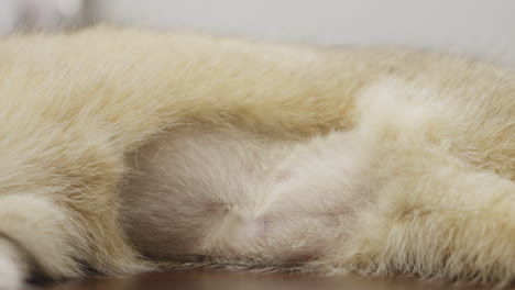 static closeup shot of underside of pet lying at home