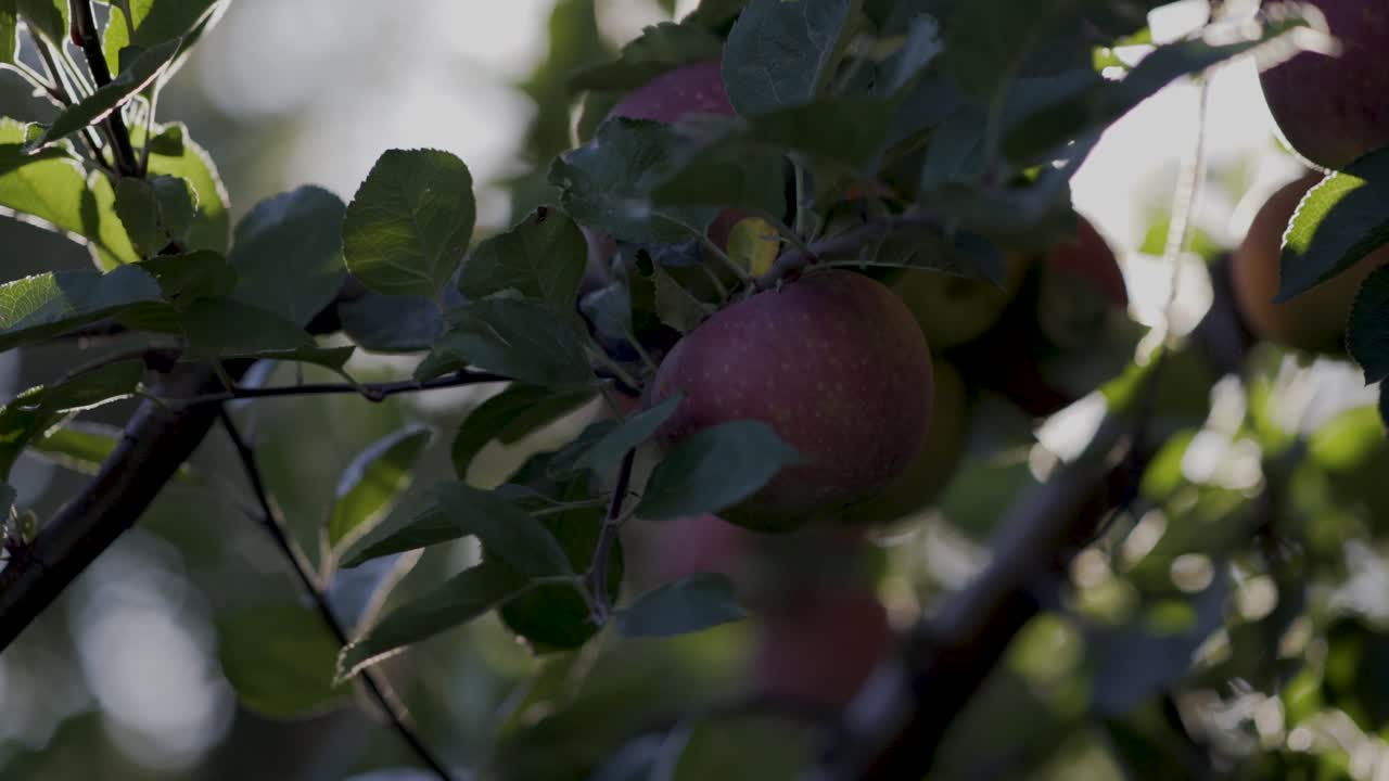 Manzanas en un árbol