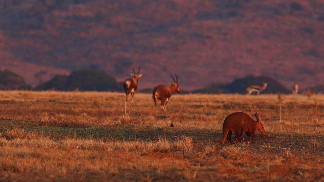 Rare sight of Aardvark in open field at sunset on game farm searching for food